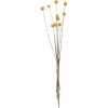 Clearance Craspedia Gedroogd Naturel Kunstplanten & Kunstbloemen